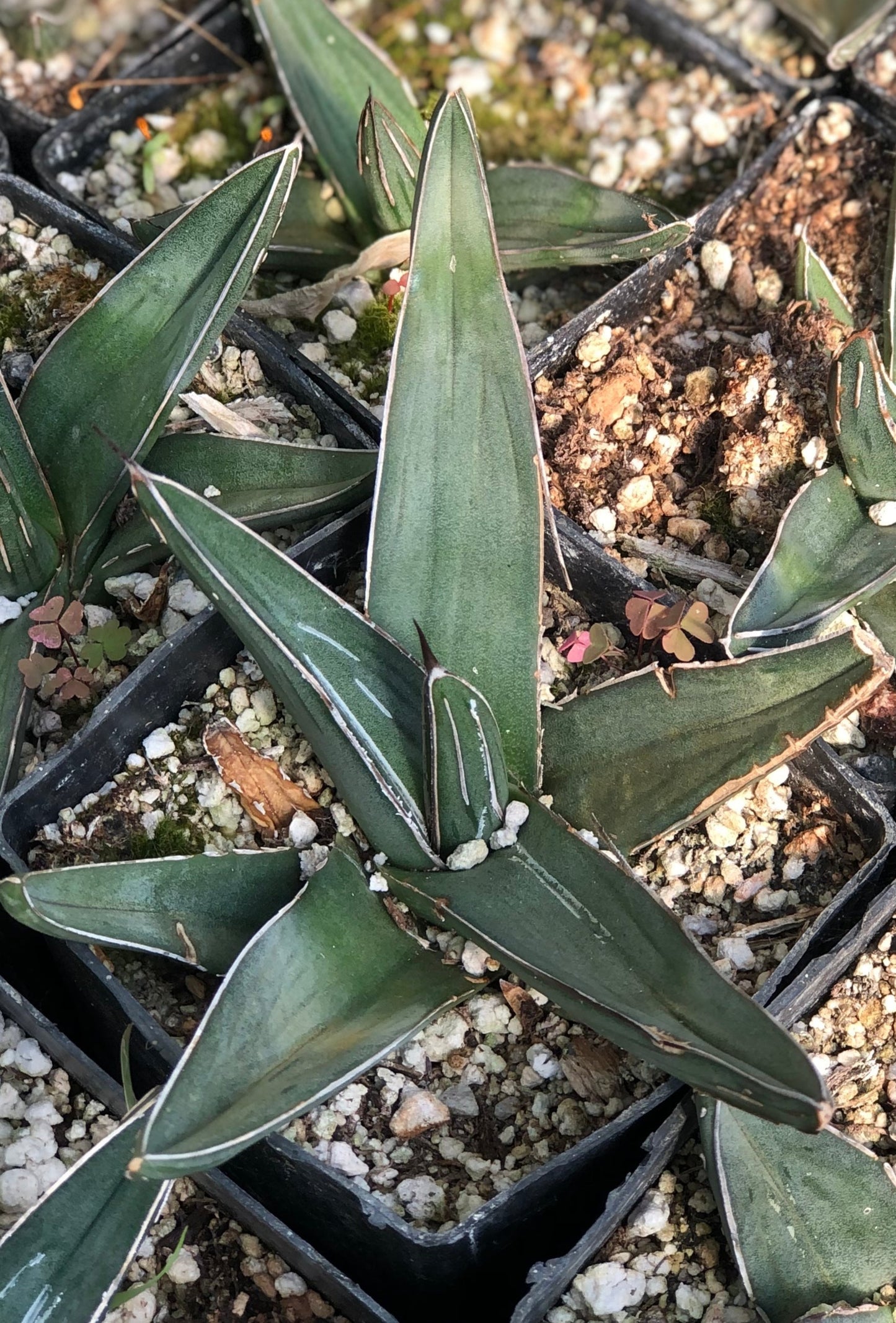 *RETAIL - Agave nickelsiae