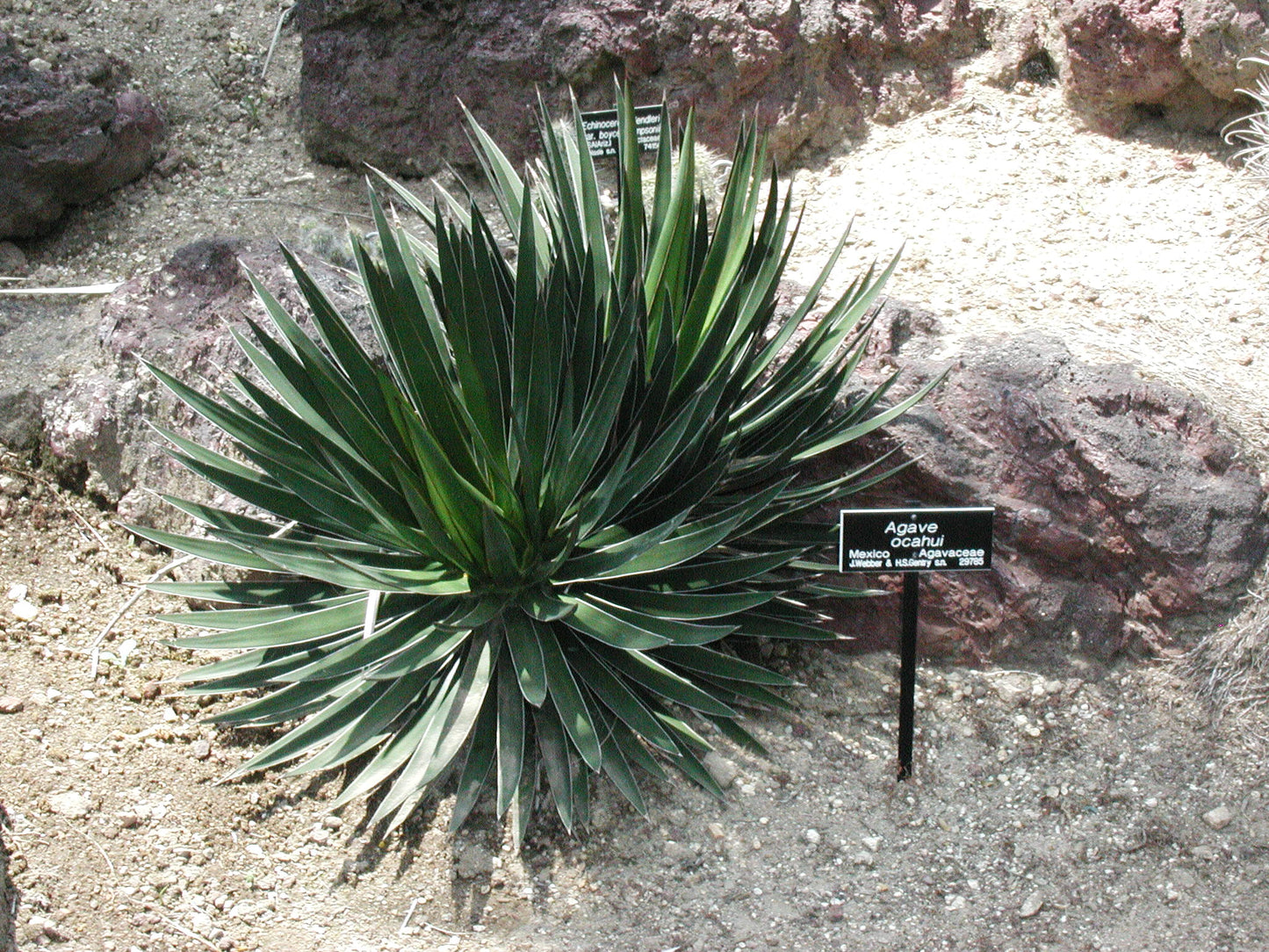 Agave ocahui