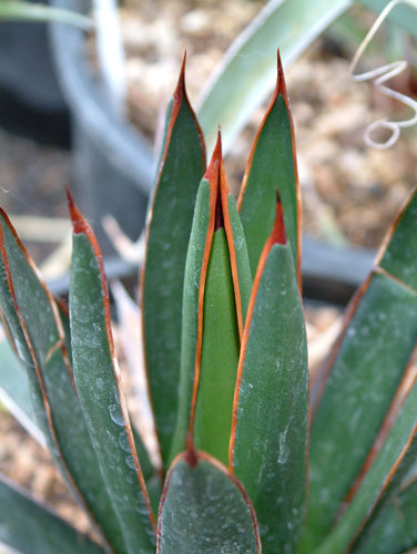 *RETAIL - Agave ocahui