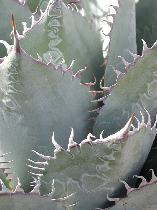 *RETAIL - Agave parrasana