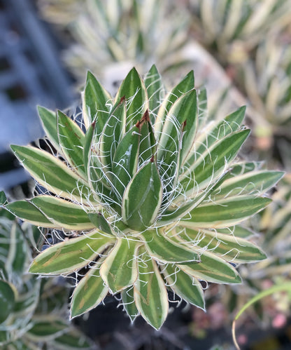 Agave schidigera 'Shira ito no Ohi'