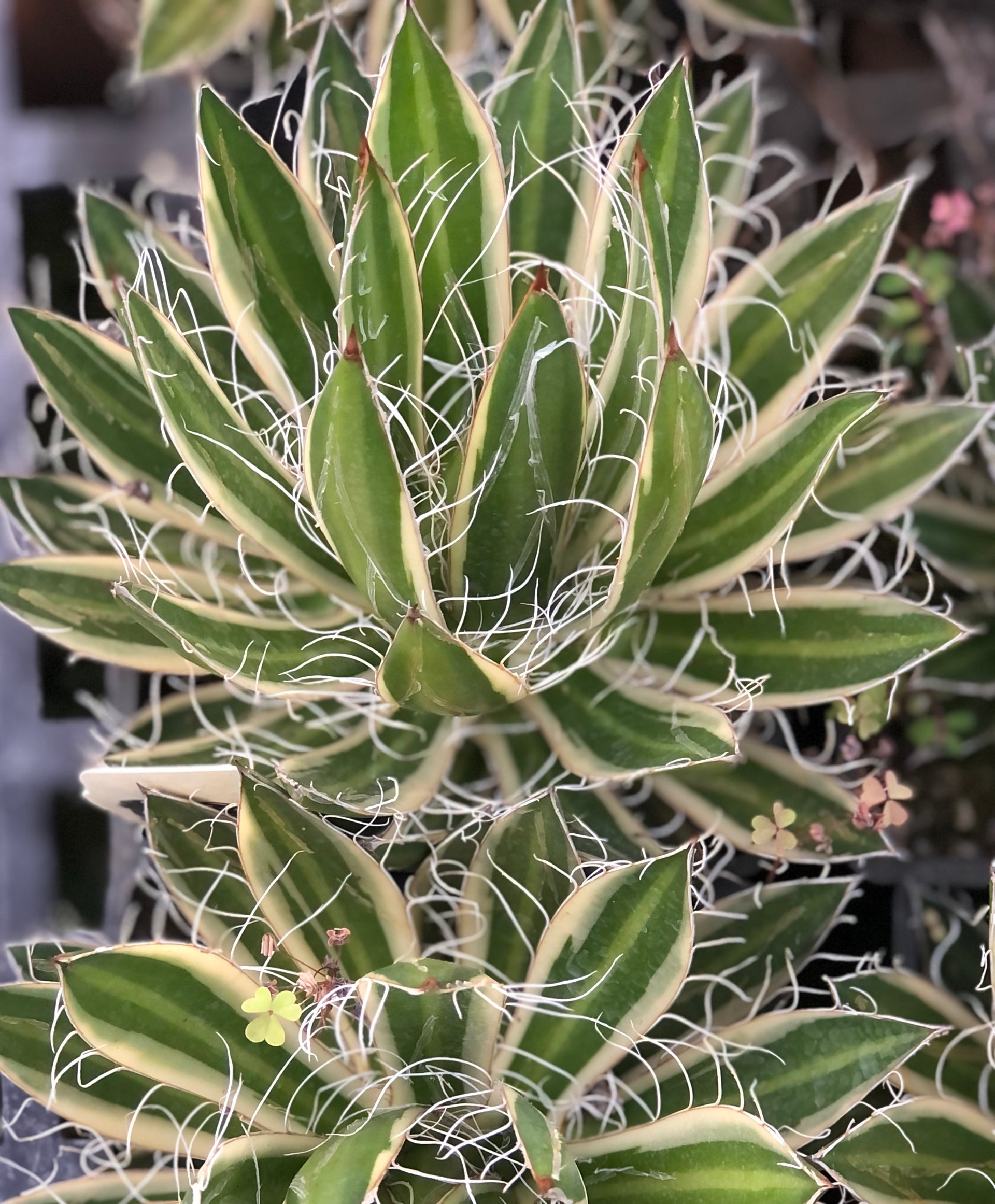 Agave schidigera 'Shira ito no Ohi'