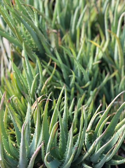 blue aloe vera plant Aloe 'Blue Elf' – Cistus Nursery