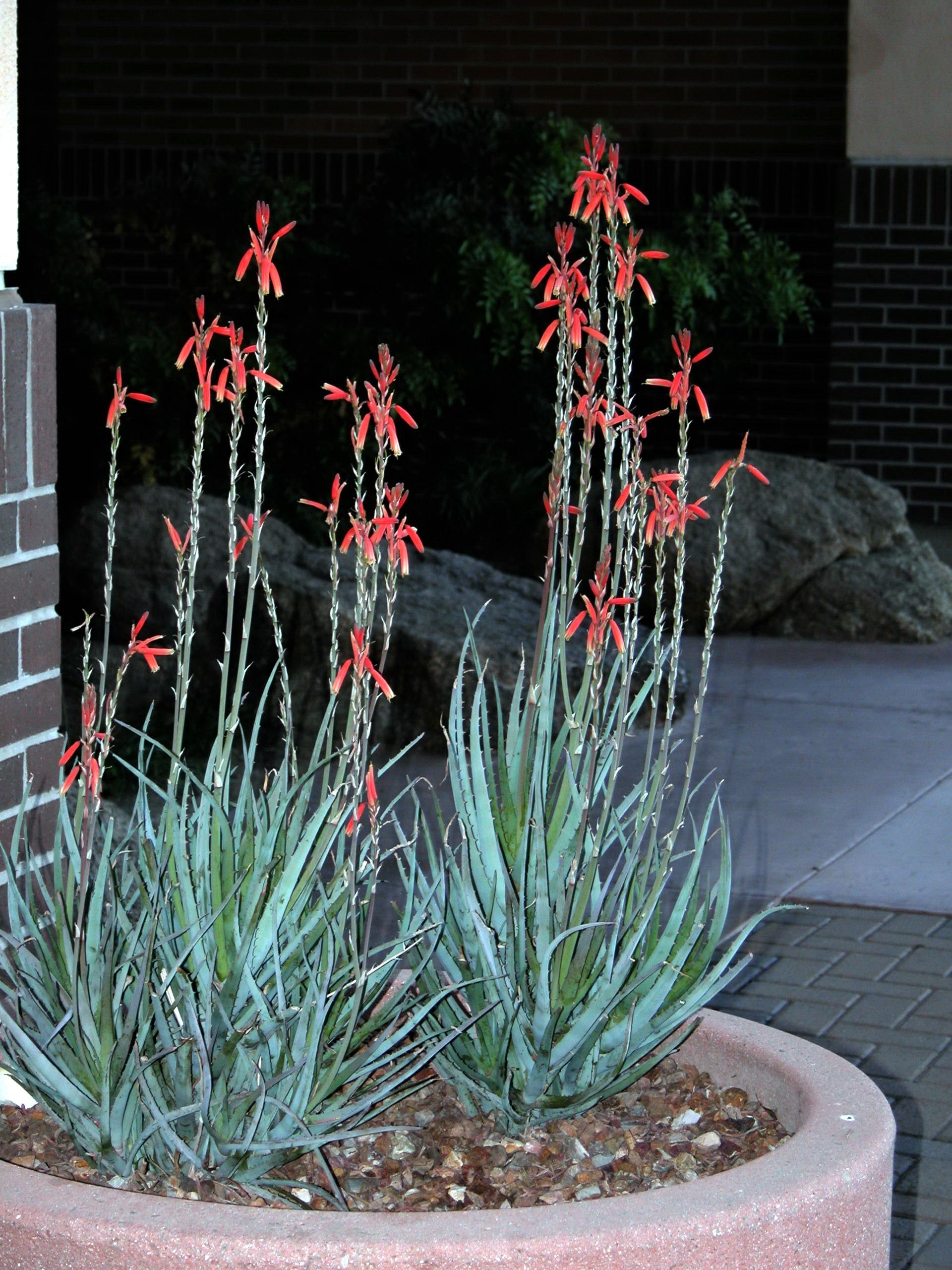 blue aloe succulent Aloe 'Blue Elf'