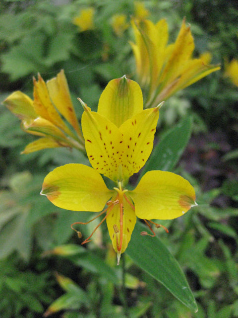 Alstroemeria 'Glory of the Andes'