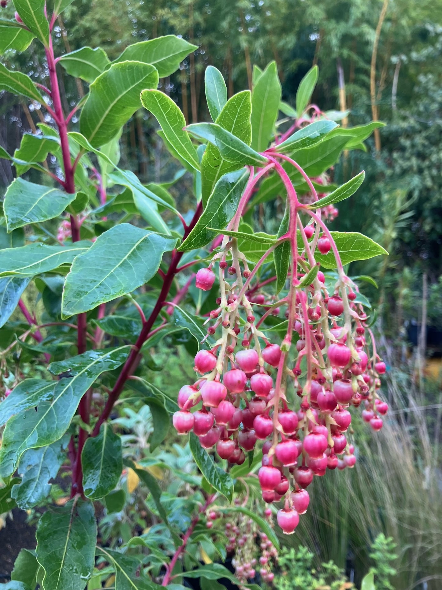 *RETAIL - Arbutus ‘Spring Frost'