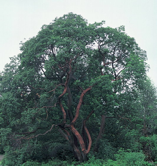 *RETAIL - Arbutus x andrachnoides