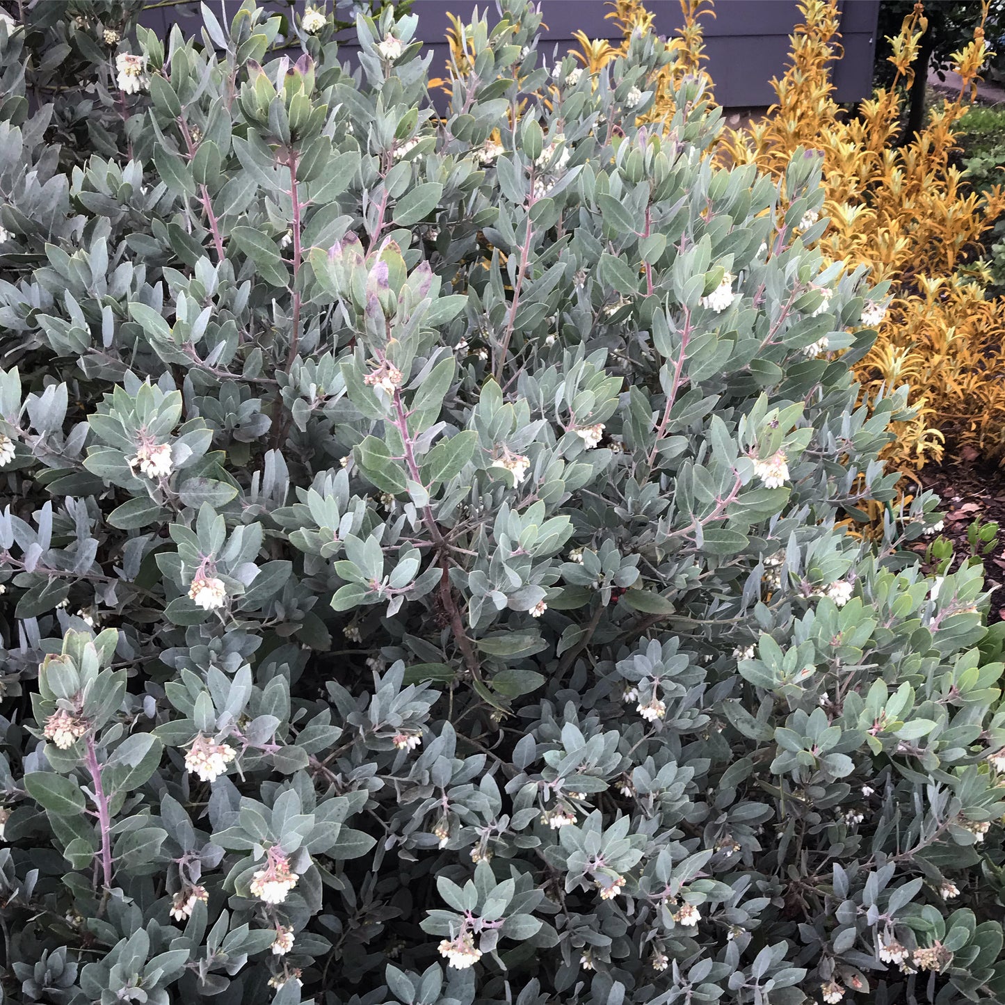 Arctostaphylos columbiana x nortensis 'Ooops'