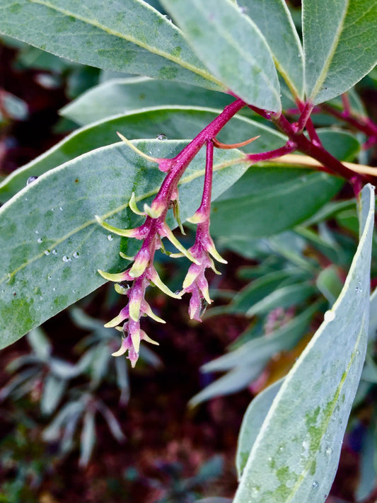 *RETAIL - Arctostaphylos mewukka 'Mottley Crue'