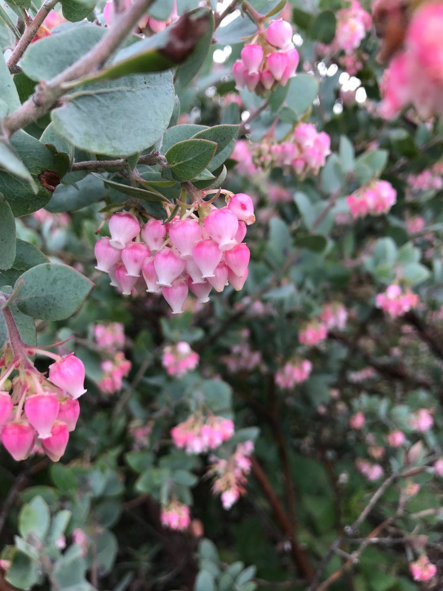 *RETAIL - Arctostaphylos pajaroensis 'Warren Roberts'