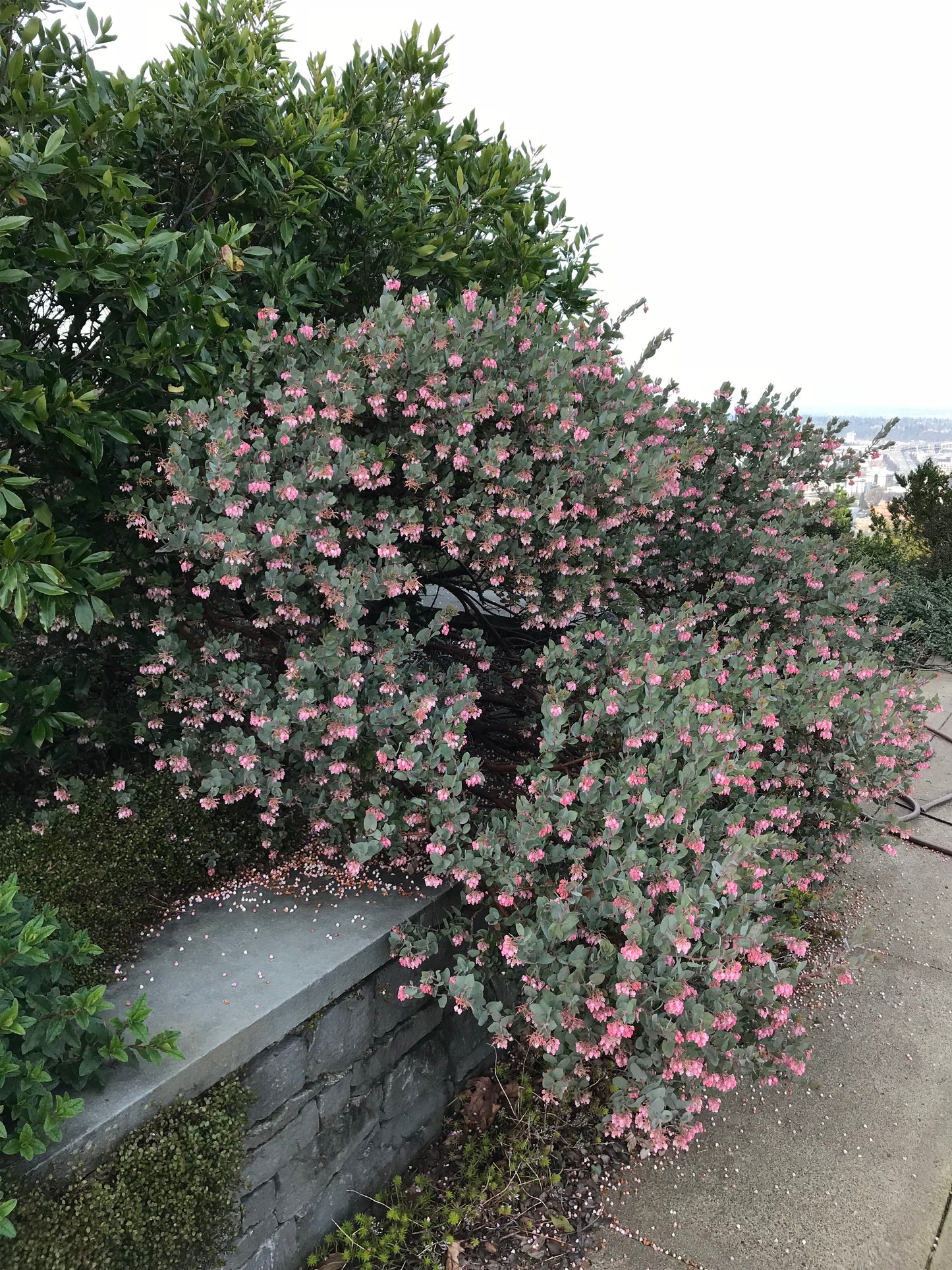 *RETAIL - Arctostaphylos pajaroensis 'Warren Roberts'