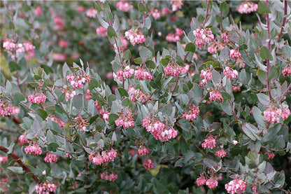 Arctostaphylos hispidula