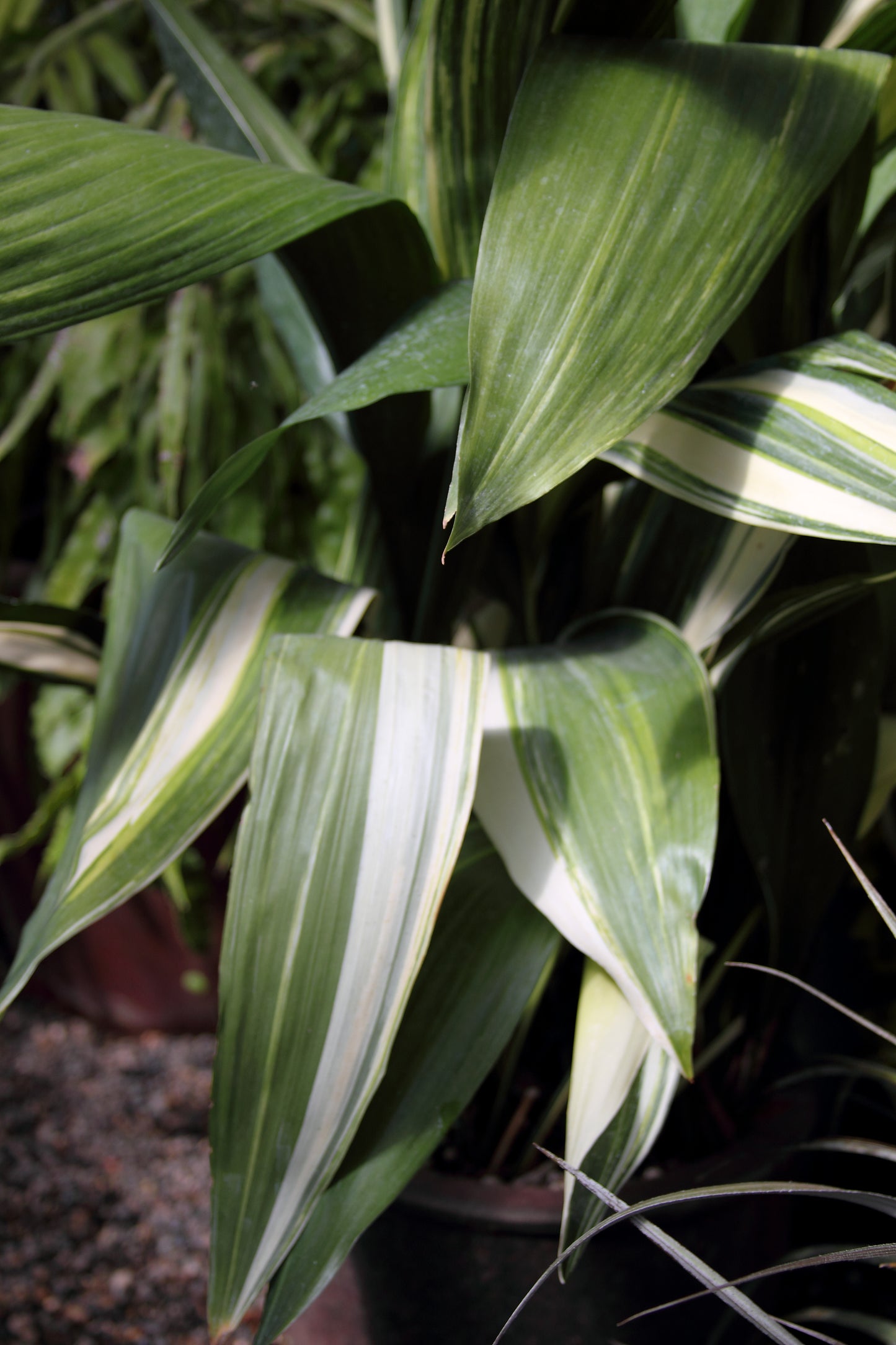 *RETAIL - Aspidistra elatior 'Variegata'