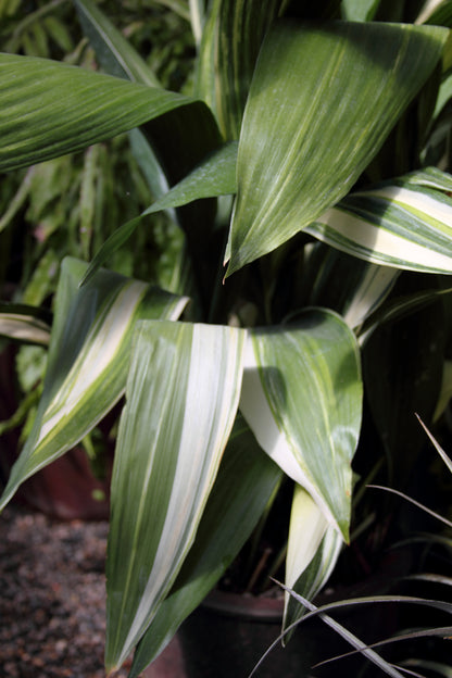 *RETAIL - Aspidistra elatior 'Variegata'