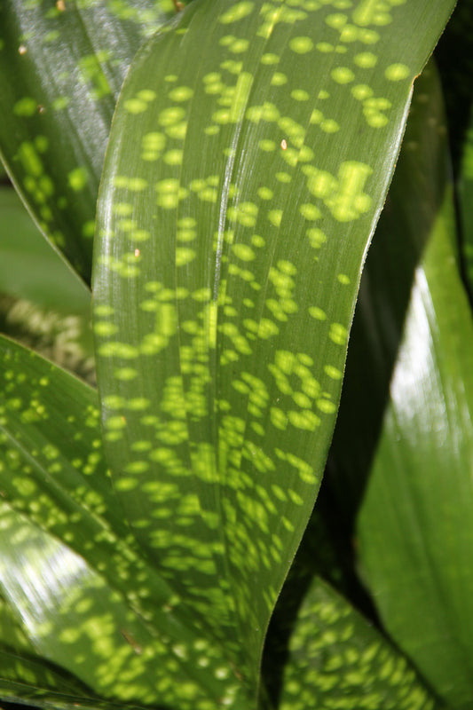 *RETAIL - Aspidistra tonkinensis 'Spotty'