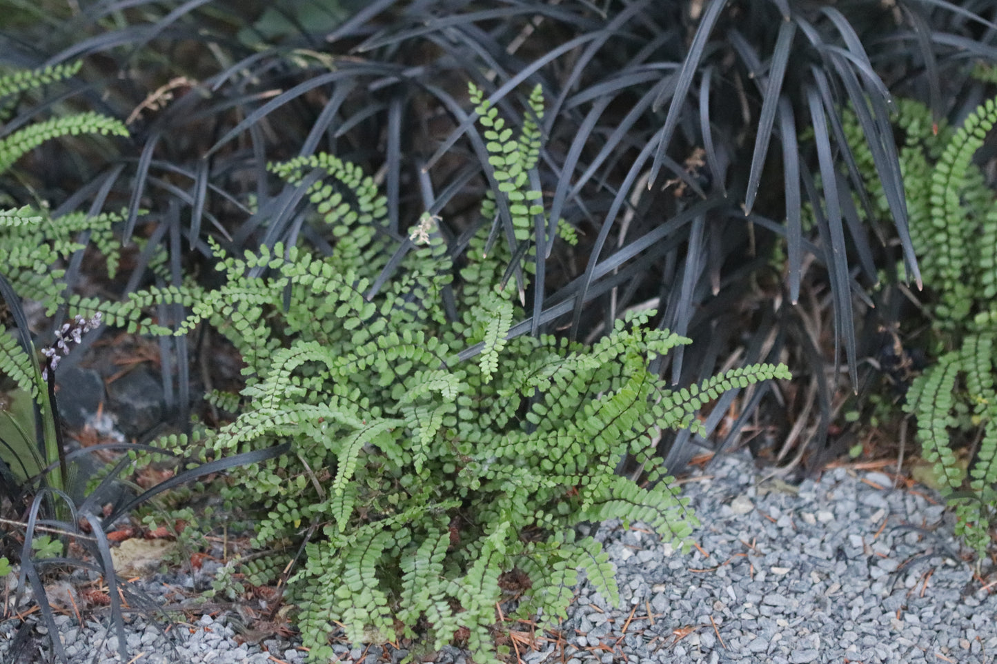 *RETAIL - Asplenium trichomanes