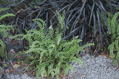 *RETAIL - Asplenium trichomanes