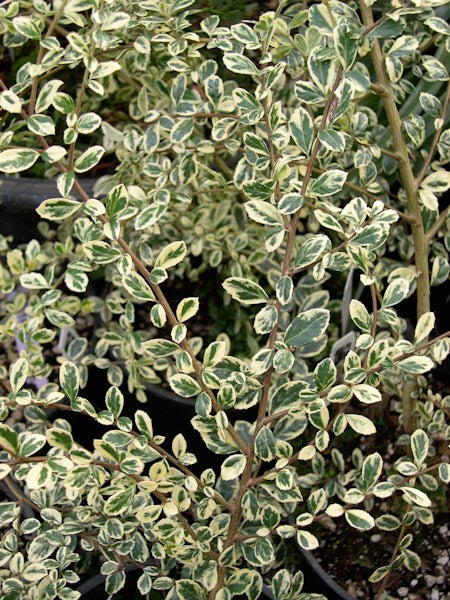 Azara microphylla 'Variegata' – Cistus Nursery