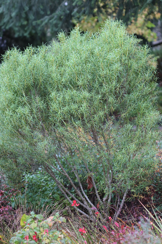 *RETAIL - Hebe salicifolia var. angustissima