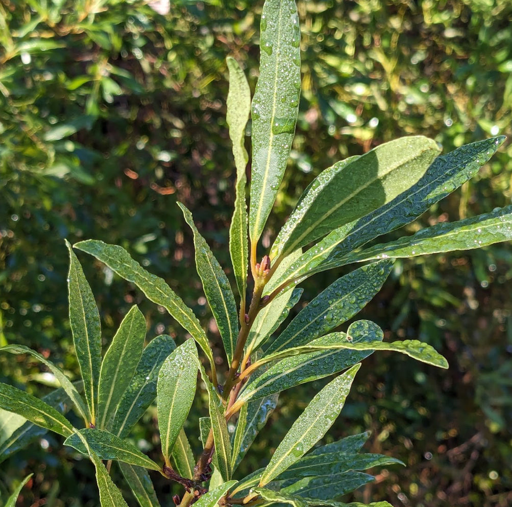 *RETAIL - Laurus nobilis f. angustifolia
