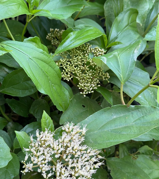 Viburnum cylindricum 'Roy Lancaster'