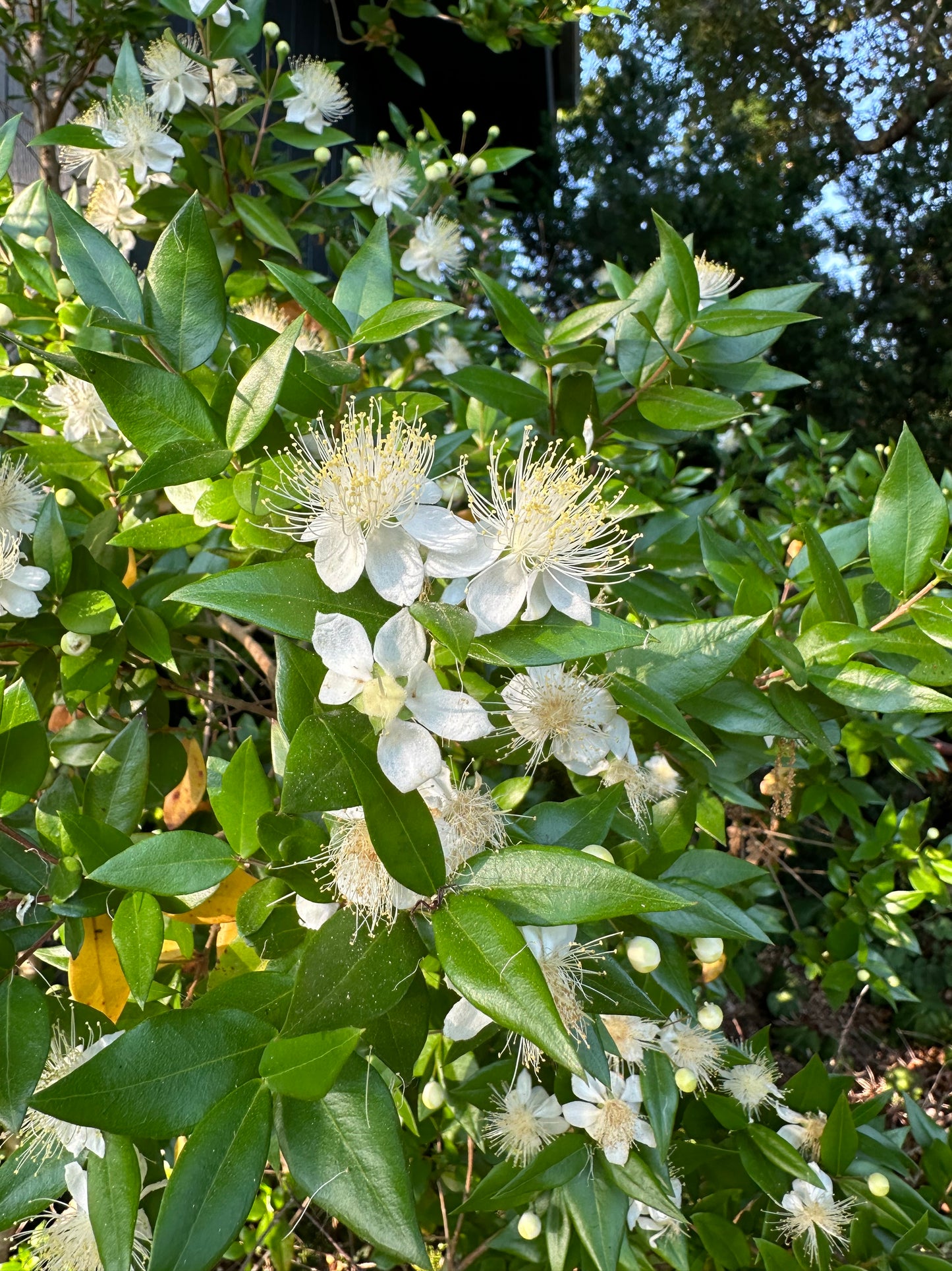 Myrtus communis 'Ann McDonald'