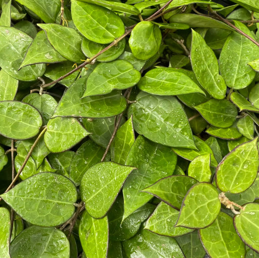 *RETAIL - Hoya parasitica