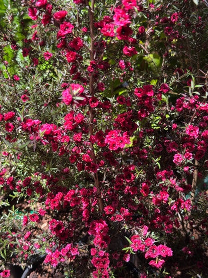 *RETAIL - Leptospermum scoparium 'Ruby Glow'