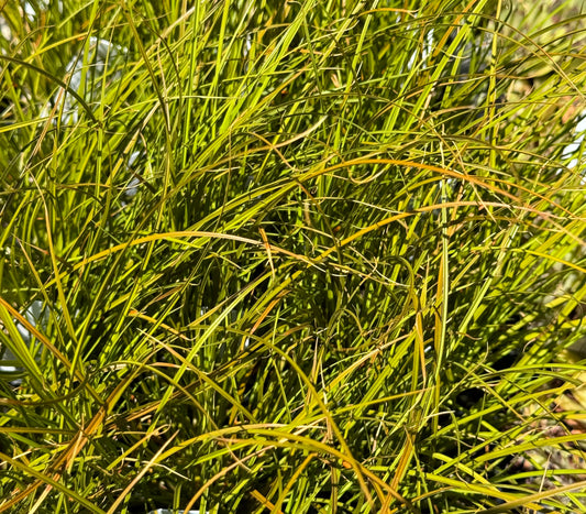 *RETAIL - Carex testacea 'Prairie Fire'