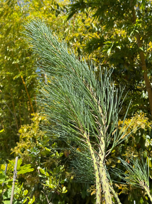 *RETAIL - Pinus torreyana