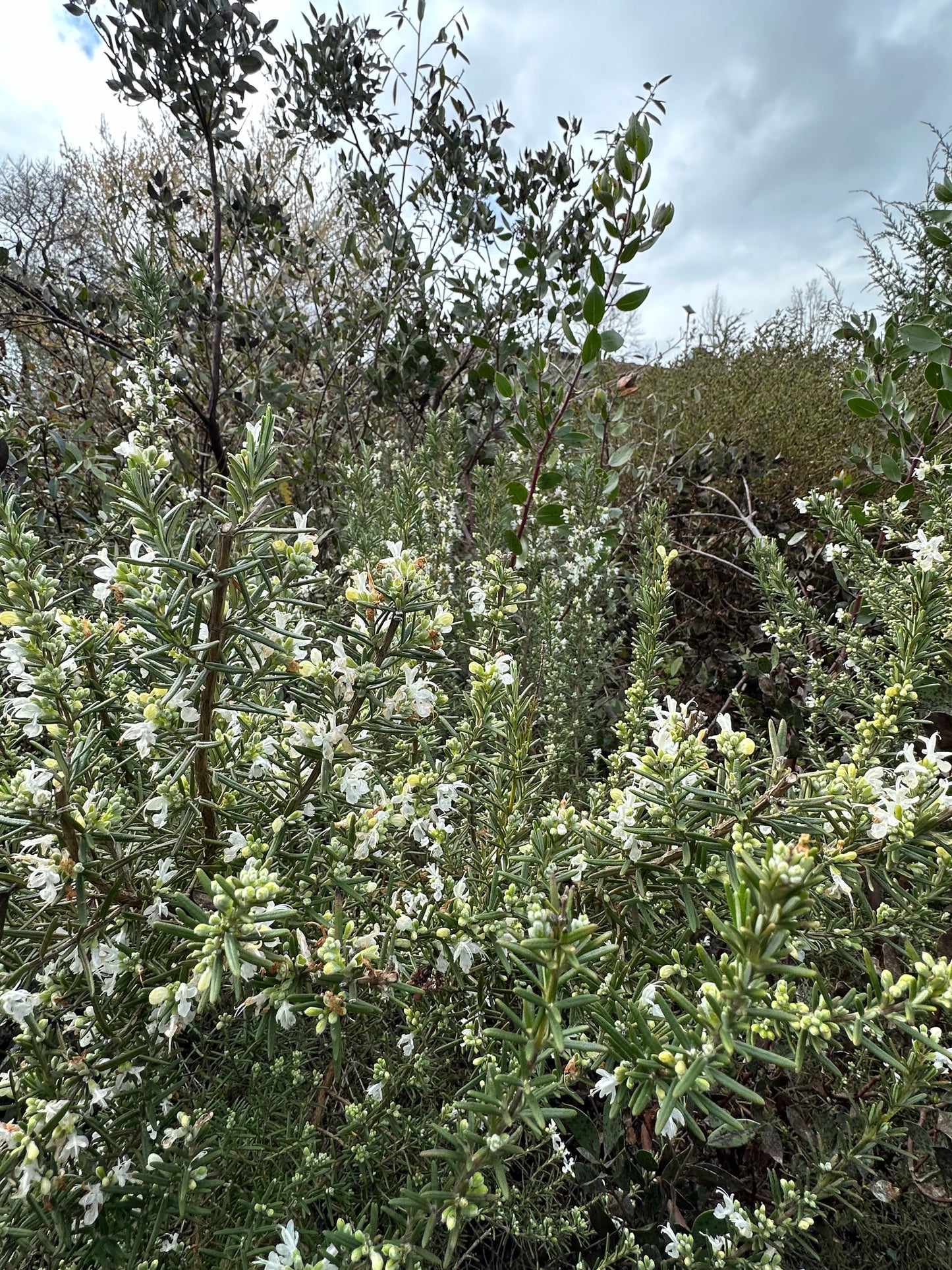 *RETAIL - Rosmarinus officinalis 'Albus'