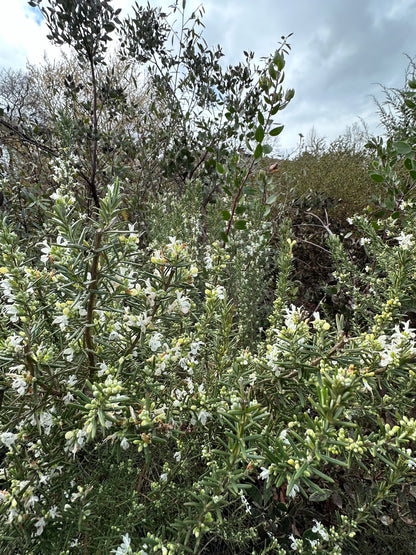 *RETAIL - Rosmarinus officinalis 'Albus'