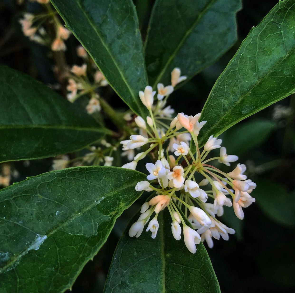 Fragrans Osmanthus fragrans 'Nanjing Beauty' – Cistus Nursery