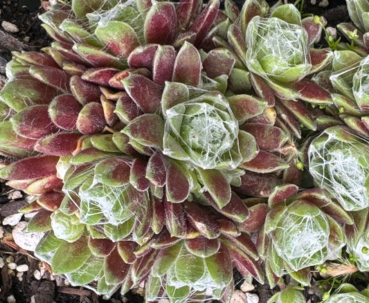 Sempervivum arachnoideum 'Bascour Silver'