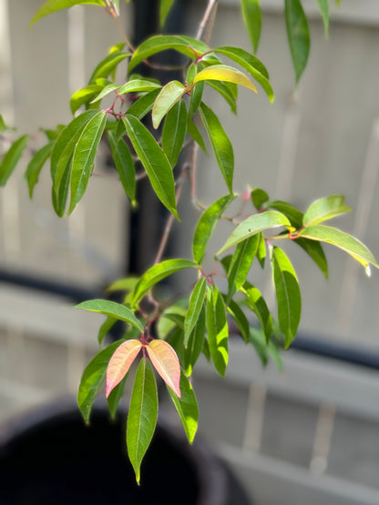 *RETAIL - Acer laurinum