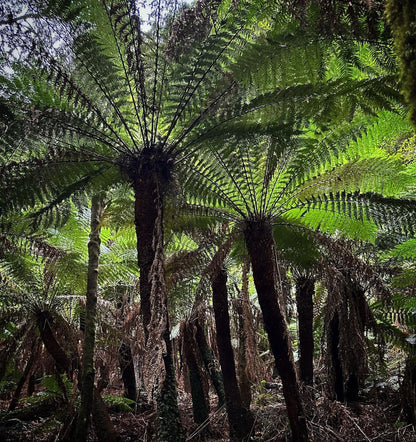 Dicksonia antarctica