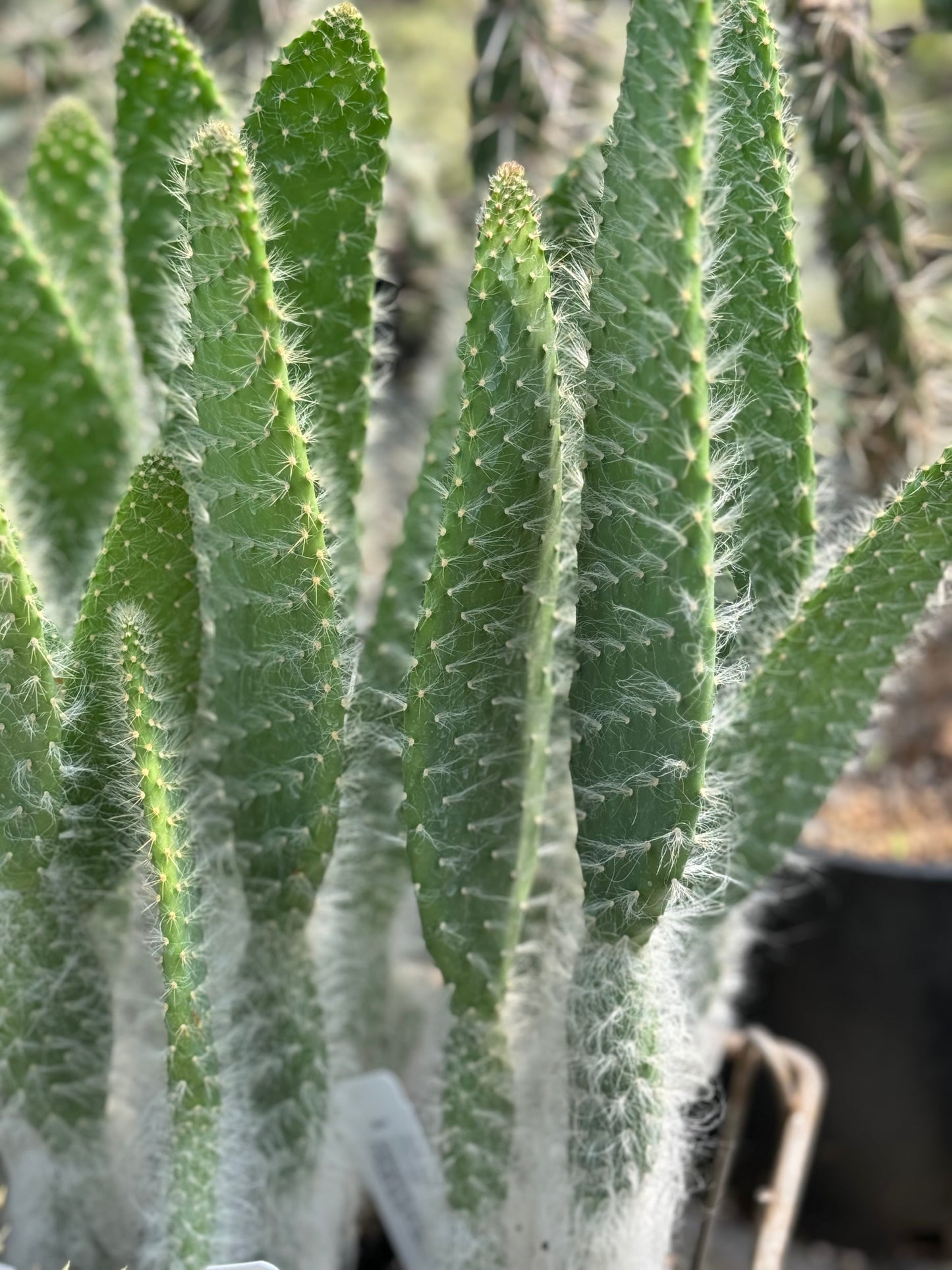 prickly pear snow cactus RETAIL