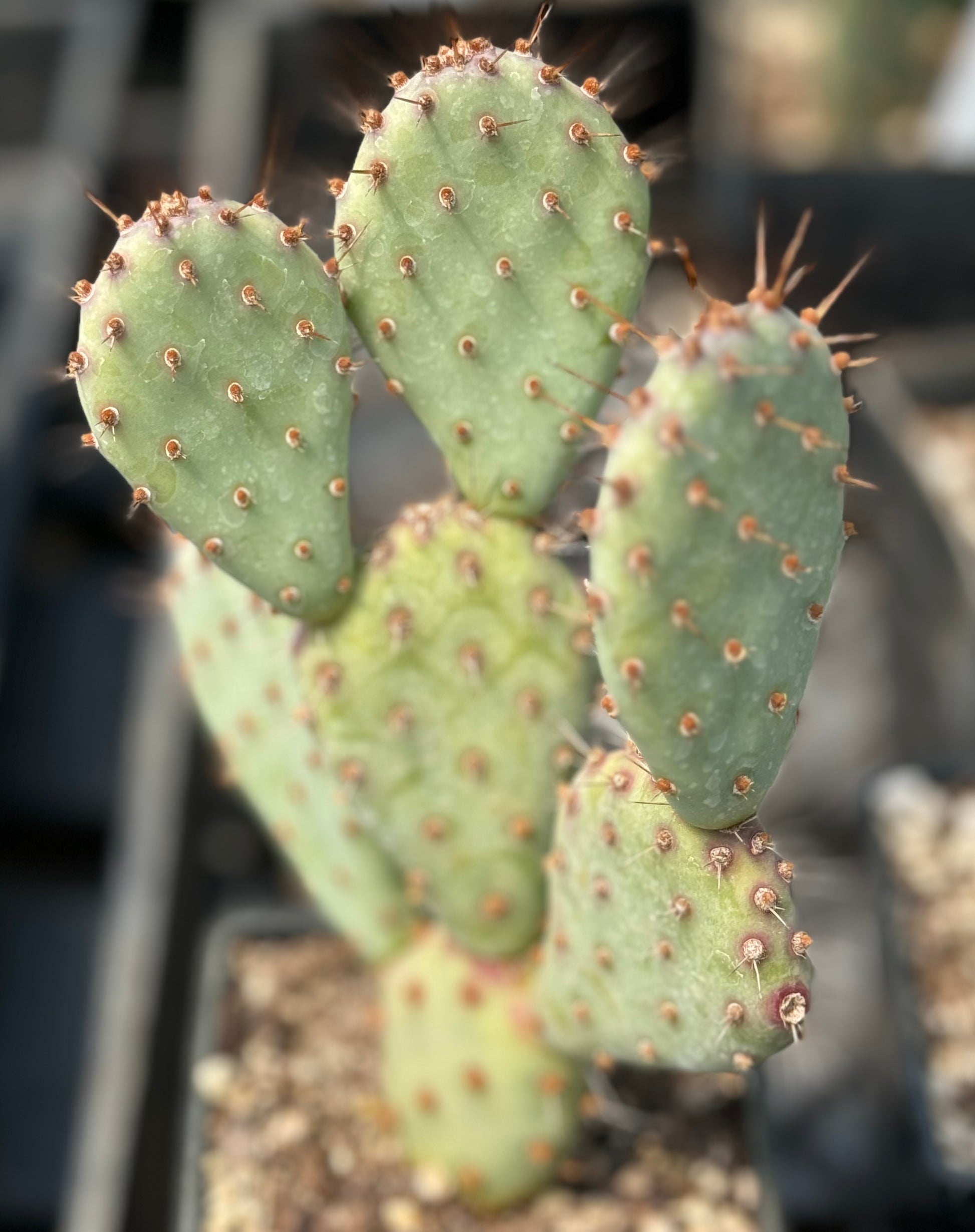 baby prickly pear cactus Opuntia 'Baby Rita'