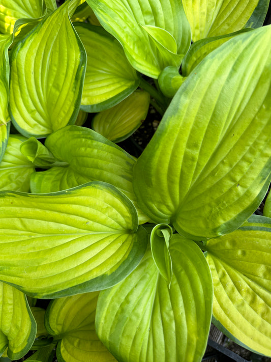 *RETAIL - Hosta 'Stained Glass'