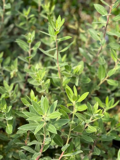 Arctostaphylos 'Pacific Mist'