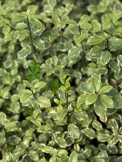 *RETAIL - Pittosporum tenuifolium 'Victoria'