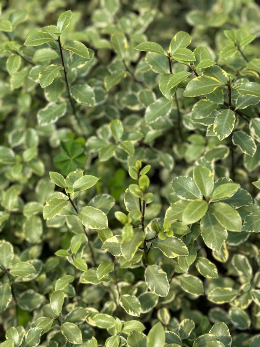 *RETAIL - Pittosporum tenuifolium 'Victoria'