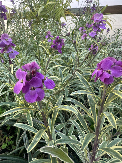 *RETAIL - Erysimum linifolium ‘Variegatum’