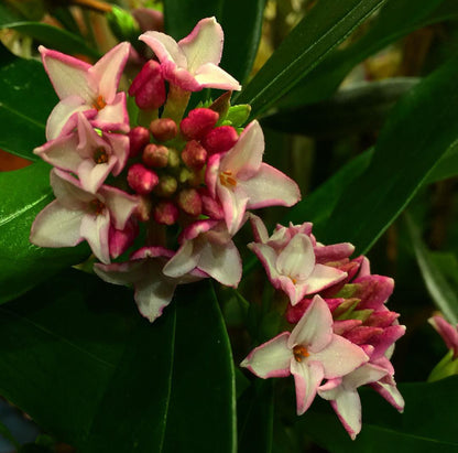 *RETAIL - Daphne odora f. leucantha