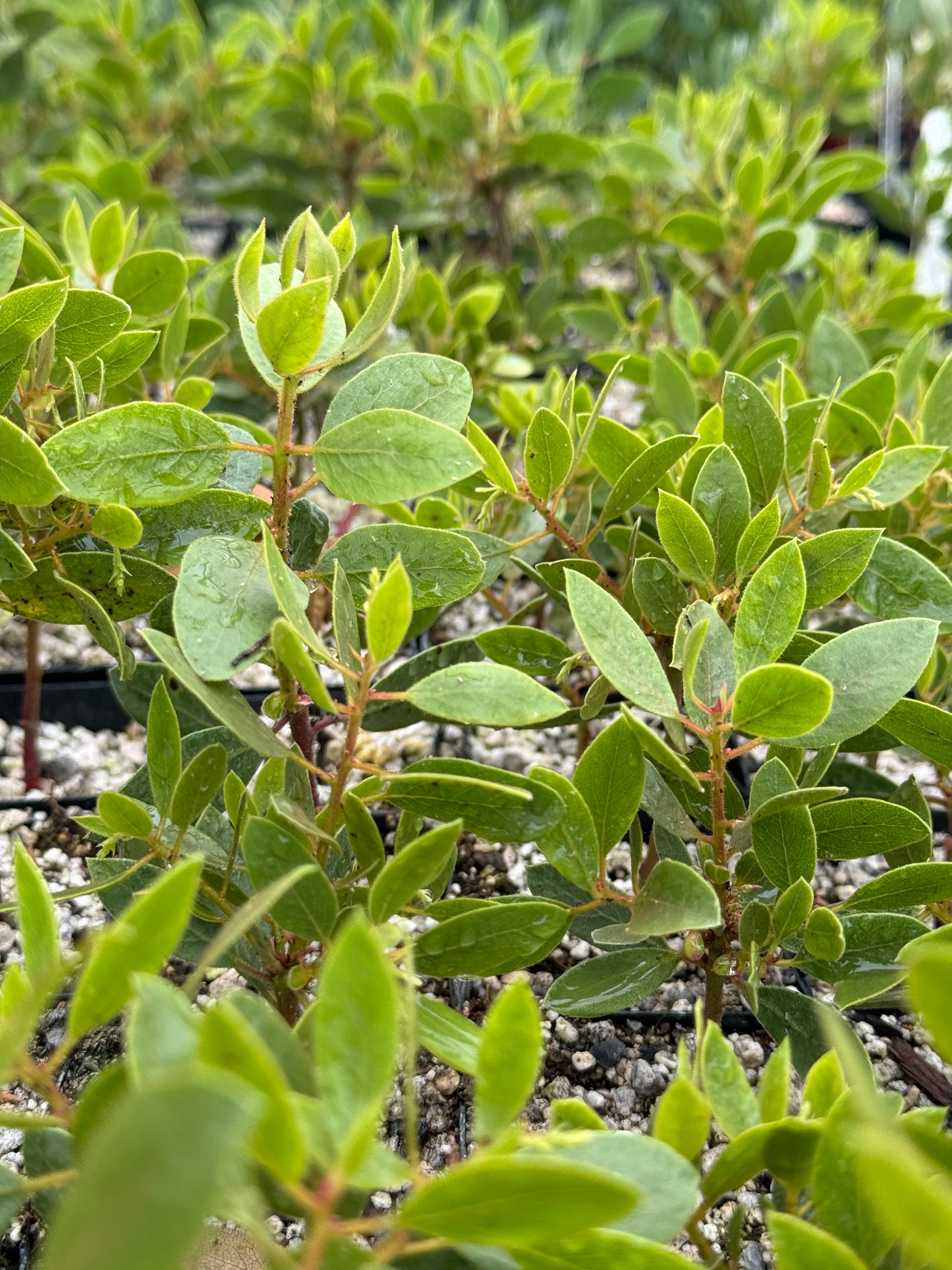 Arctostaphylos hispidula 'Smith'