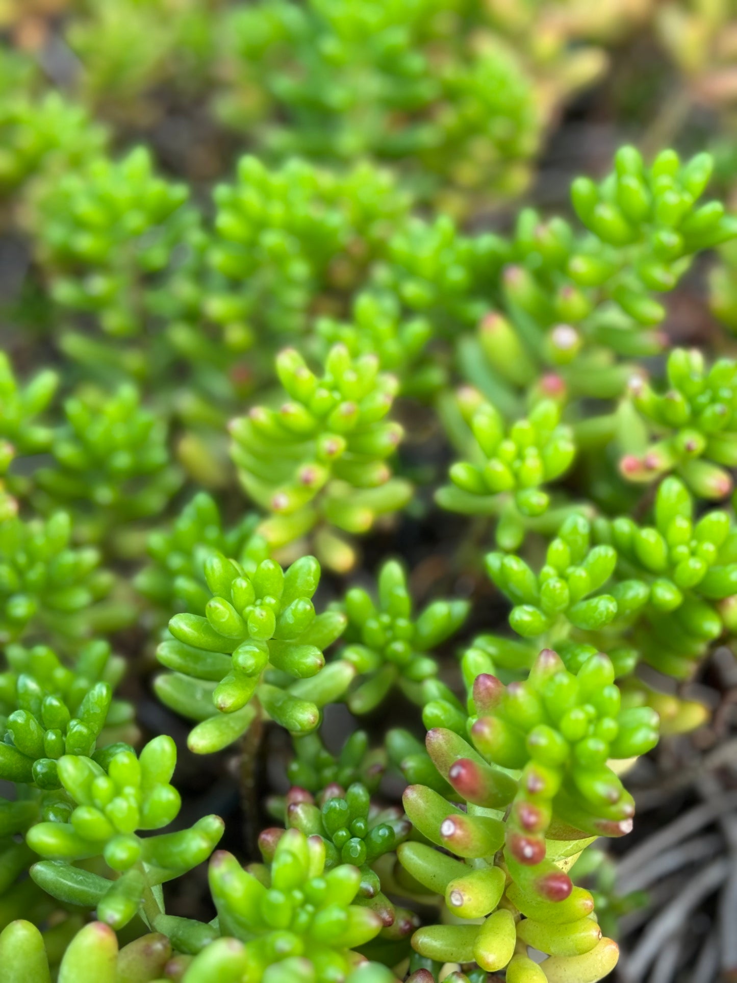 Sedum rubrotinctum