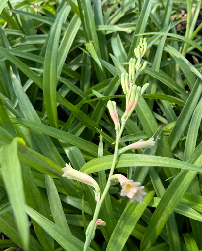 Polianthes x bundrantii 'Chirp'