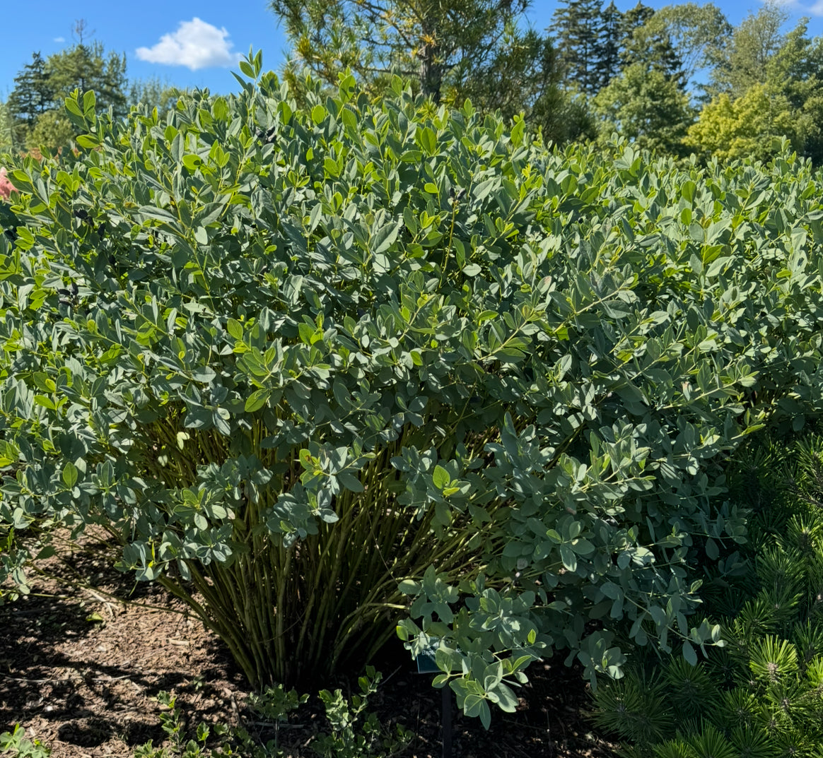 *RETAIL - Baptisia x variicolor 'Twilite'