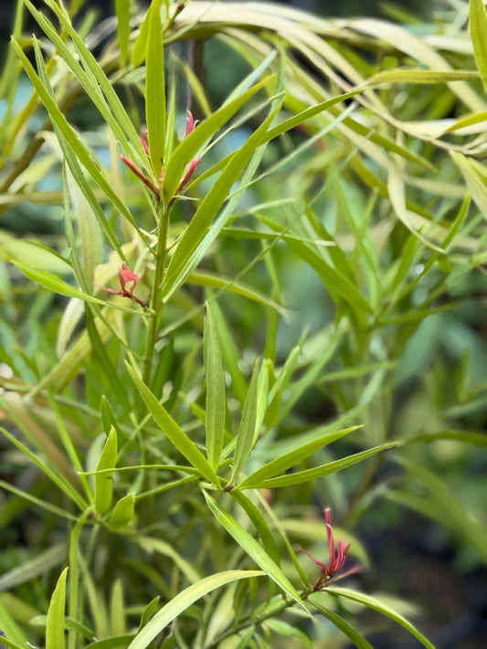 *RETAIL - Podocarpus macrophyllus var. maki 'Irvington'