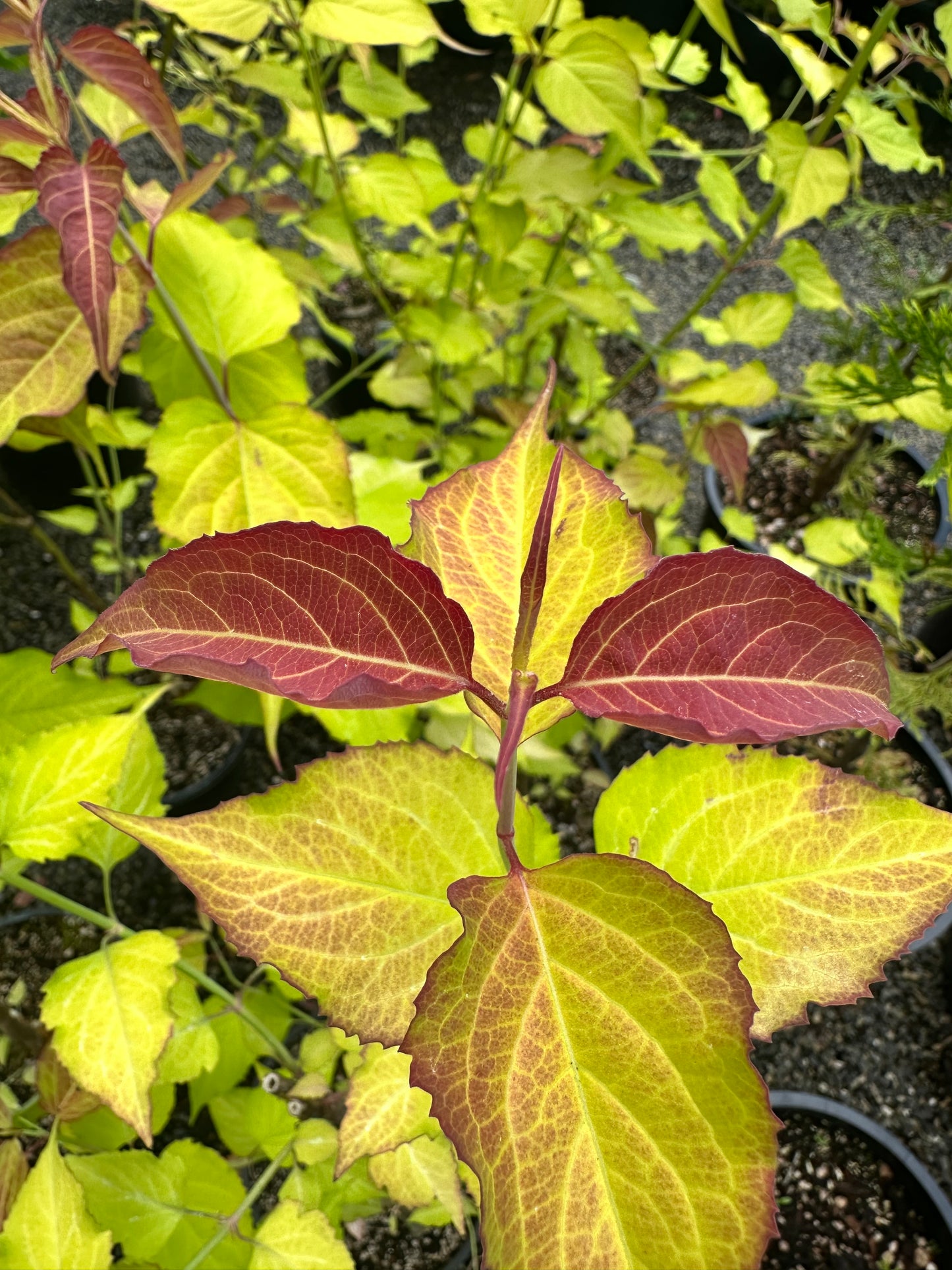 *RETAIL - Leycesteria formosa 'Golden Lanterns'